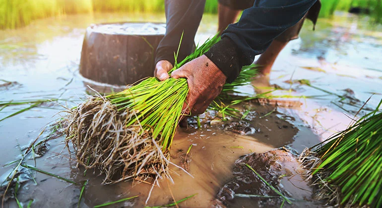 Agriculture Product