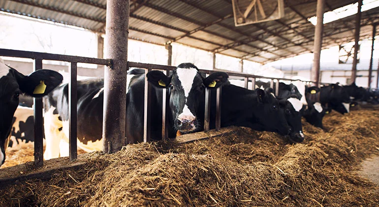 Dairy Product