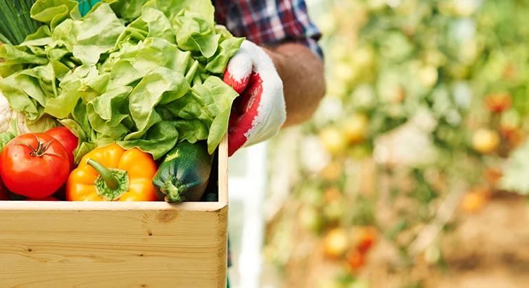 Fresh Vegetable